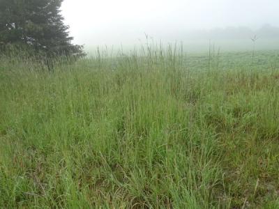 a misty meadow containing big bluestem