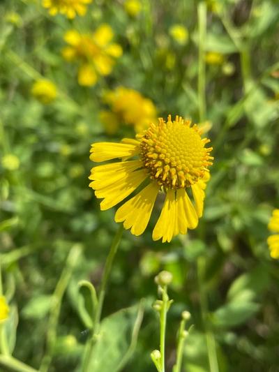 Close-up of Sneezeweed
