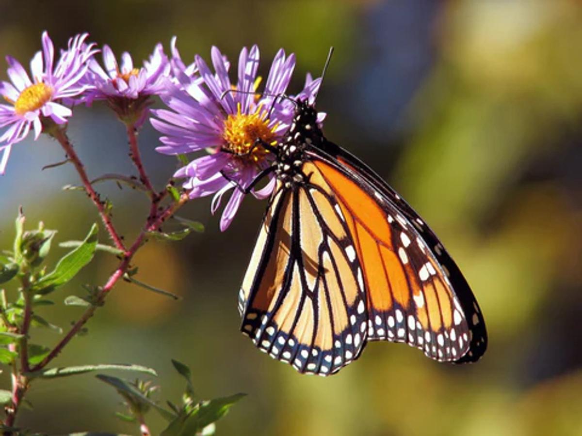 Monarch butterfly on aster