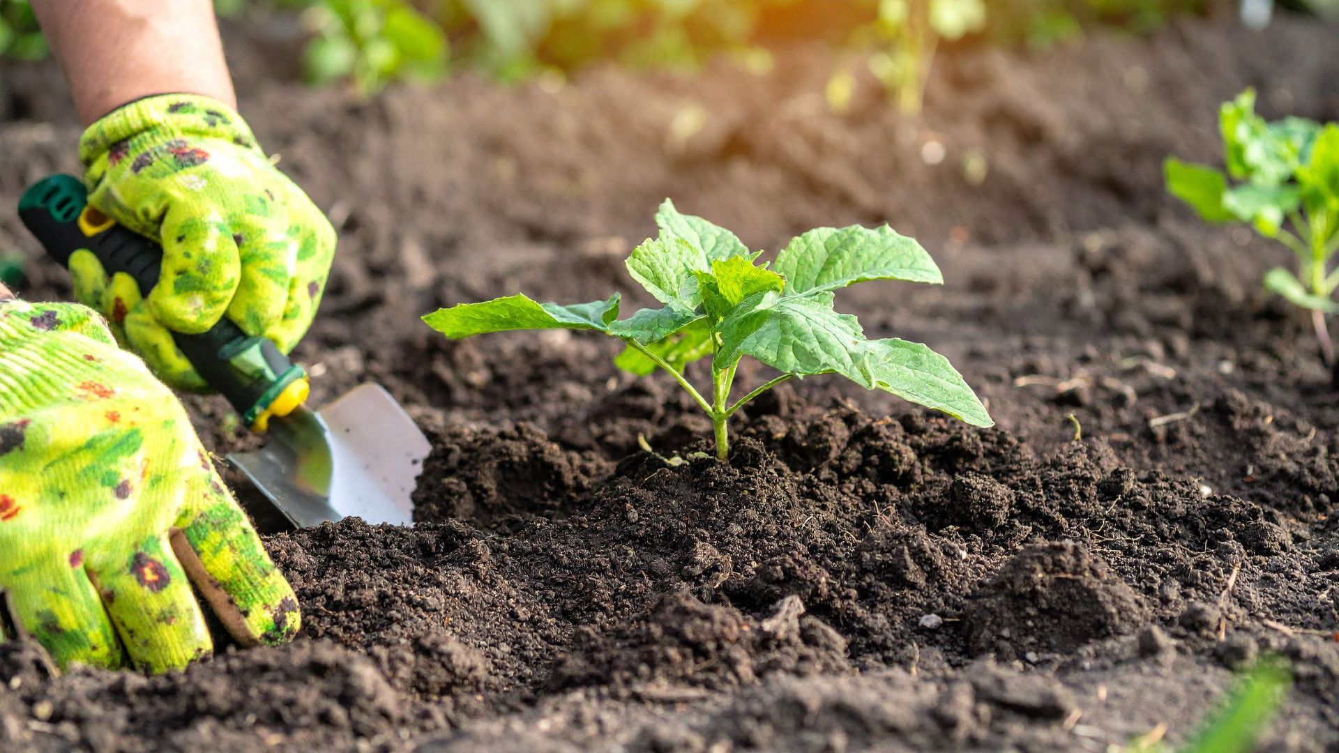 Late winter and early spring is the best time to plant native plants in California.