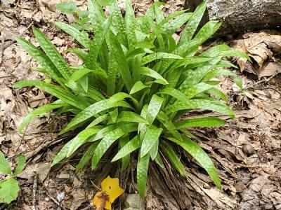 Close-up of Plantain-Leaf Sedge