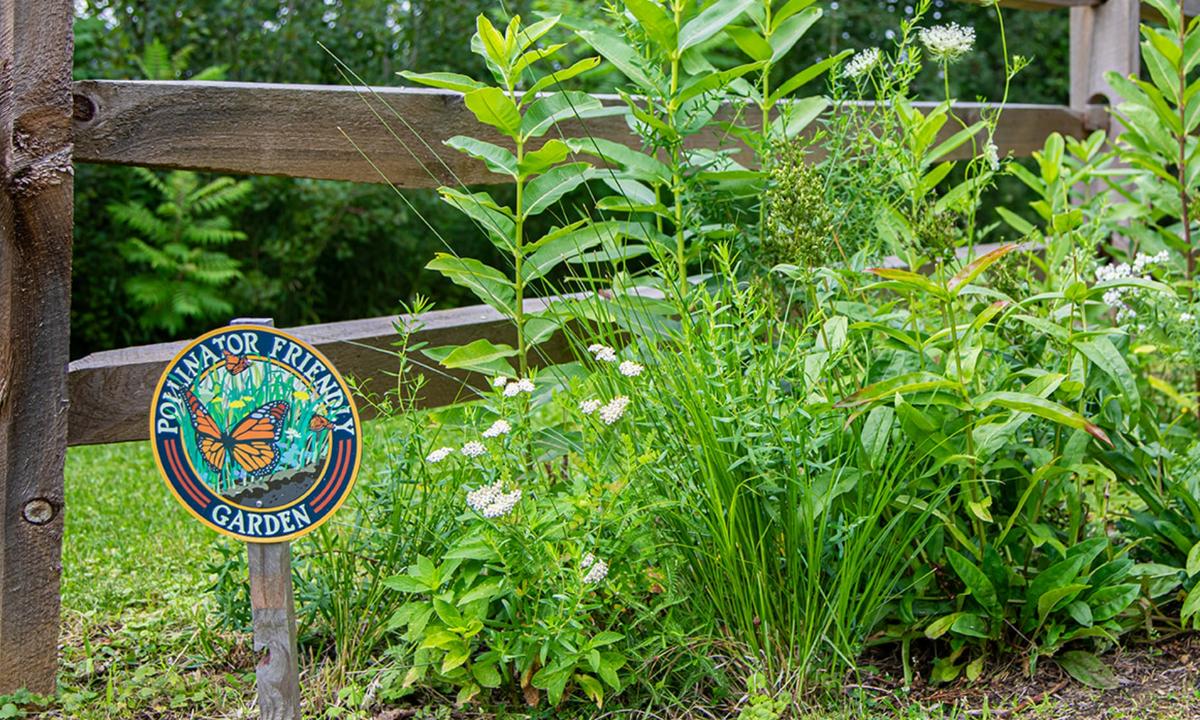 Native garden with a pollinator friendly garden sign