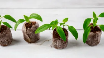 plug plants