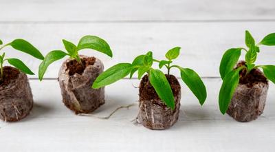 plug plants