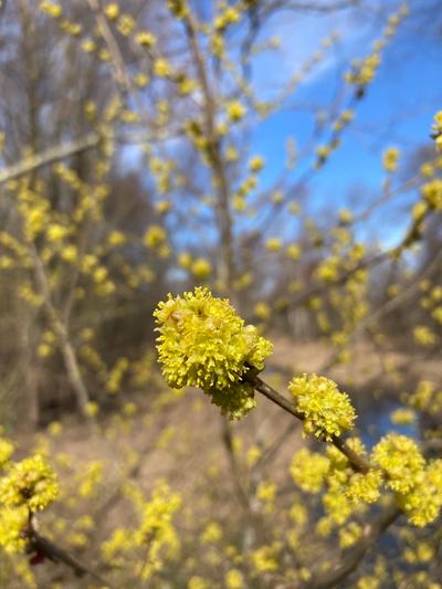 Close-up of Northern Spicebush