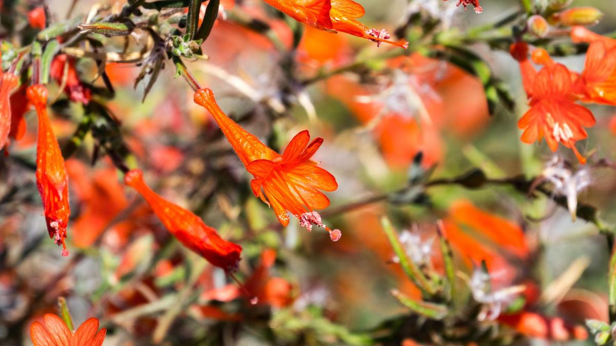 Close-up of red California fuchsia flowers and gray-green leaves