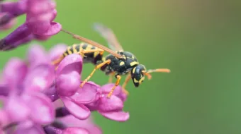 wasp on a flower