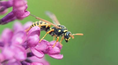 wasp on a flower