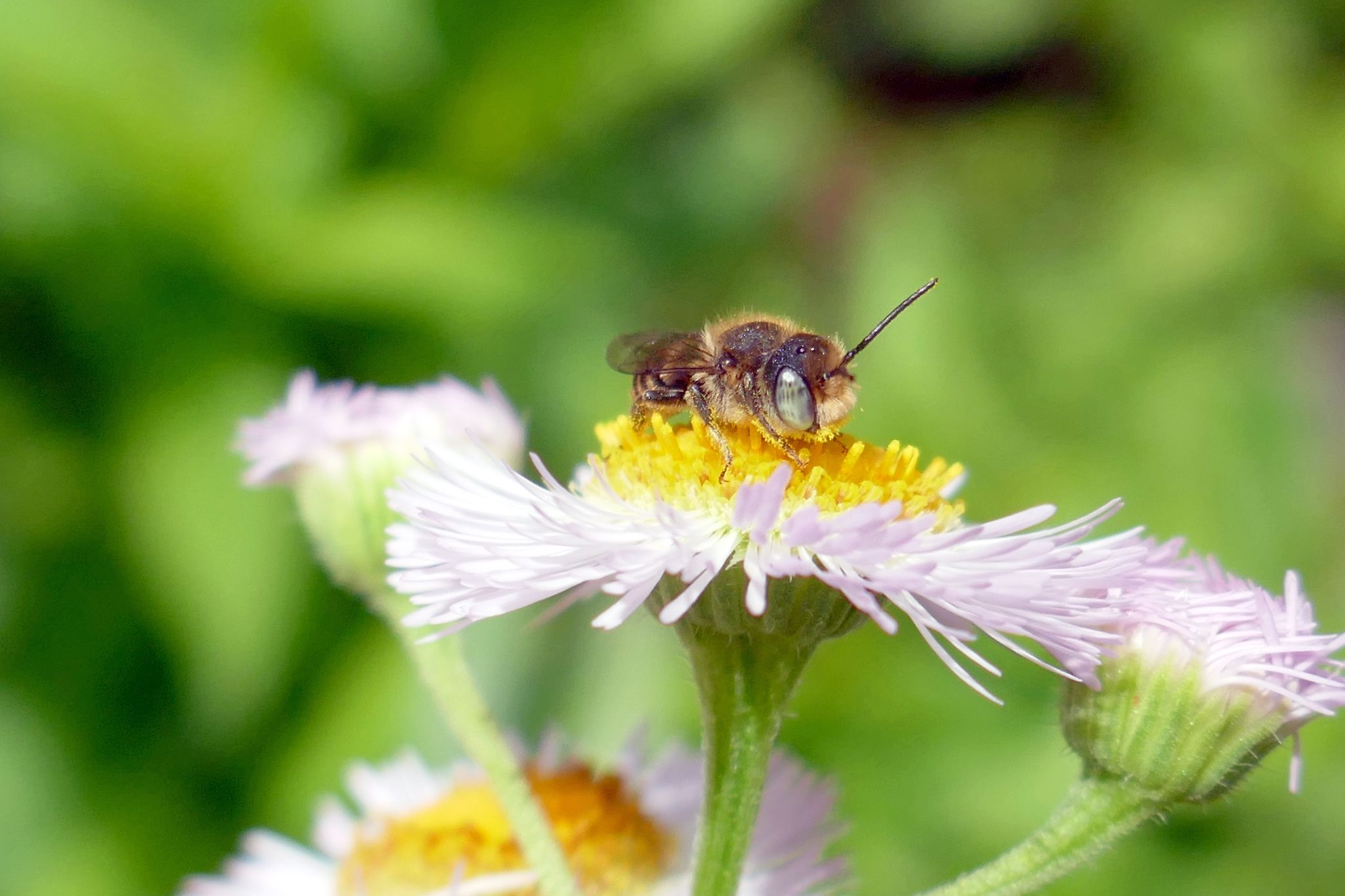 a leafcutter bee on a false aster
