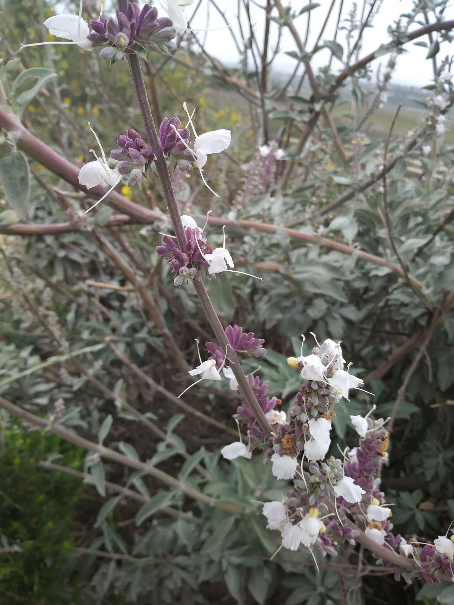Close-up of White Sage