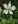 Close-up of Tall Thimbleweed
