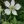 Close-up of Tall Thimbleweed