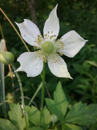 Close-up of Tall Thimbleweed