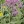 Close-up of Spotted Joe Pye Weed