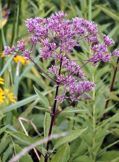 Close-up of Spotted Joe Pye Weed
