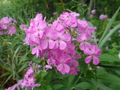 Close-up of Garden Phlox