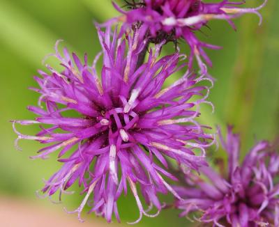 Close-up of New York Ironweed