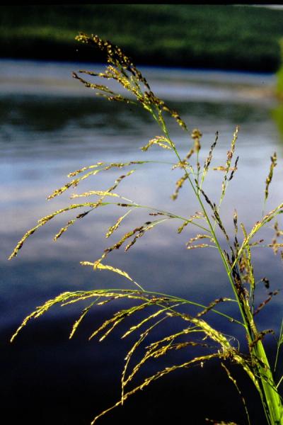 Close-up of American Manna Grass