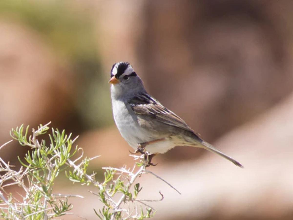 white-crowned sparrow on a shrub