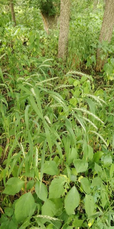 Close-up of Riverbank Wild Rye