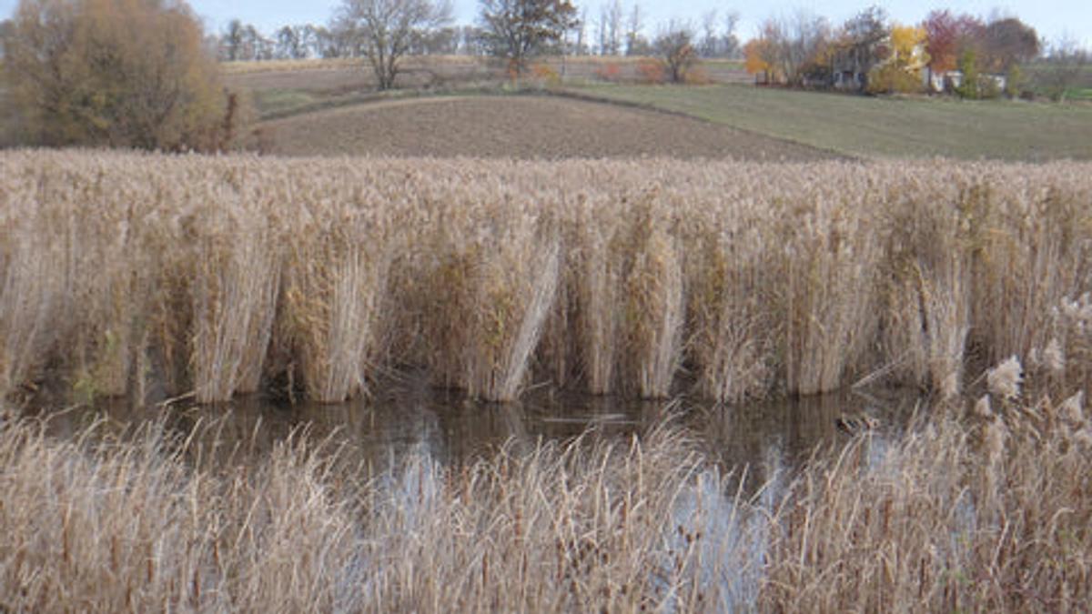 A large stand of invasive species of common reed
