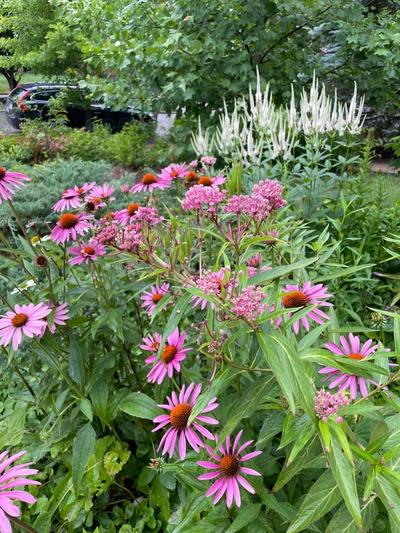 Photo of a garden with Purple Coneflower and Culver's Root