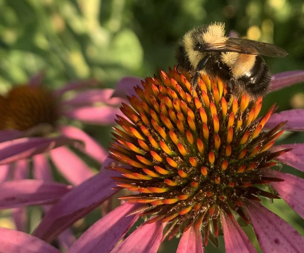 a rusty-patched bumblebee feeding on a purple coneflower