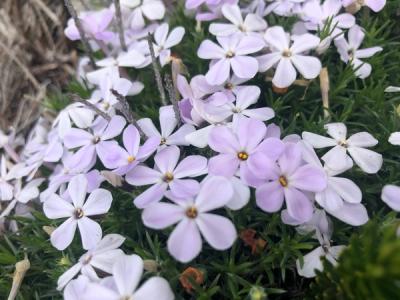 Close-up of Spreading Phlox