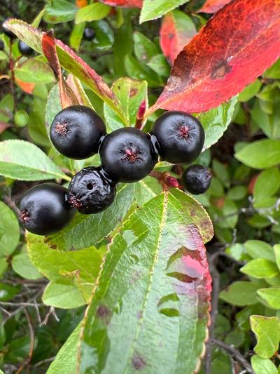 Close-up of Black Chokeberry