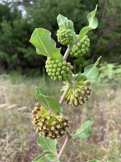 Close-up of Green Comet Milkweed