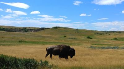 a bison in an wide open prairie