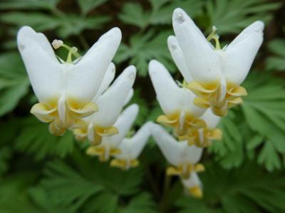 Close-up of Dutchman's Breeches