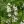 Close-up of Smooth Penstemon