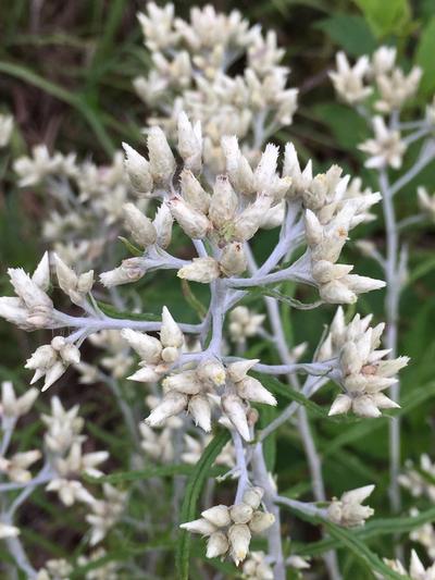 Close-up of Sweet Everlasting