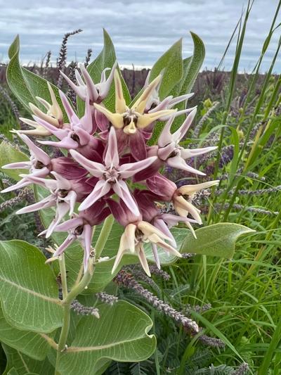 Close-up of Showy Milkweed