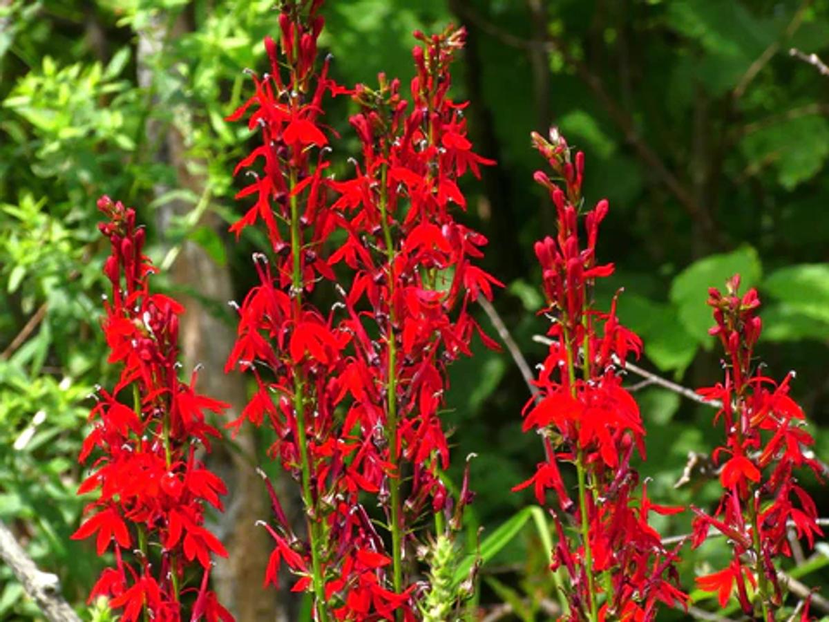 bright red cardinal flower blooms