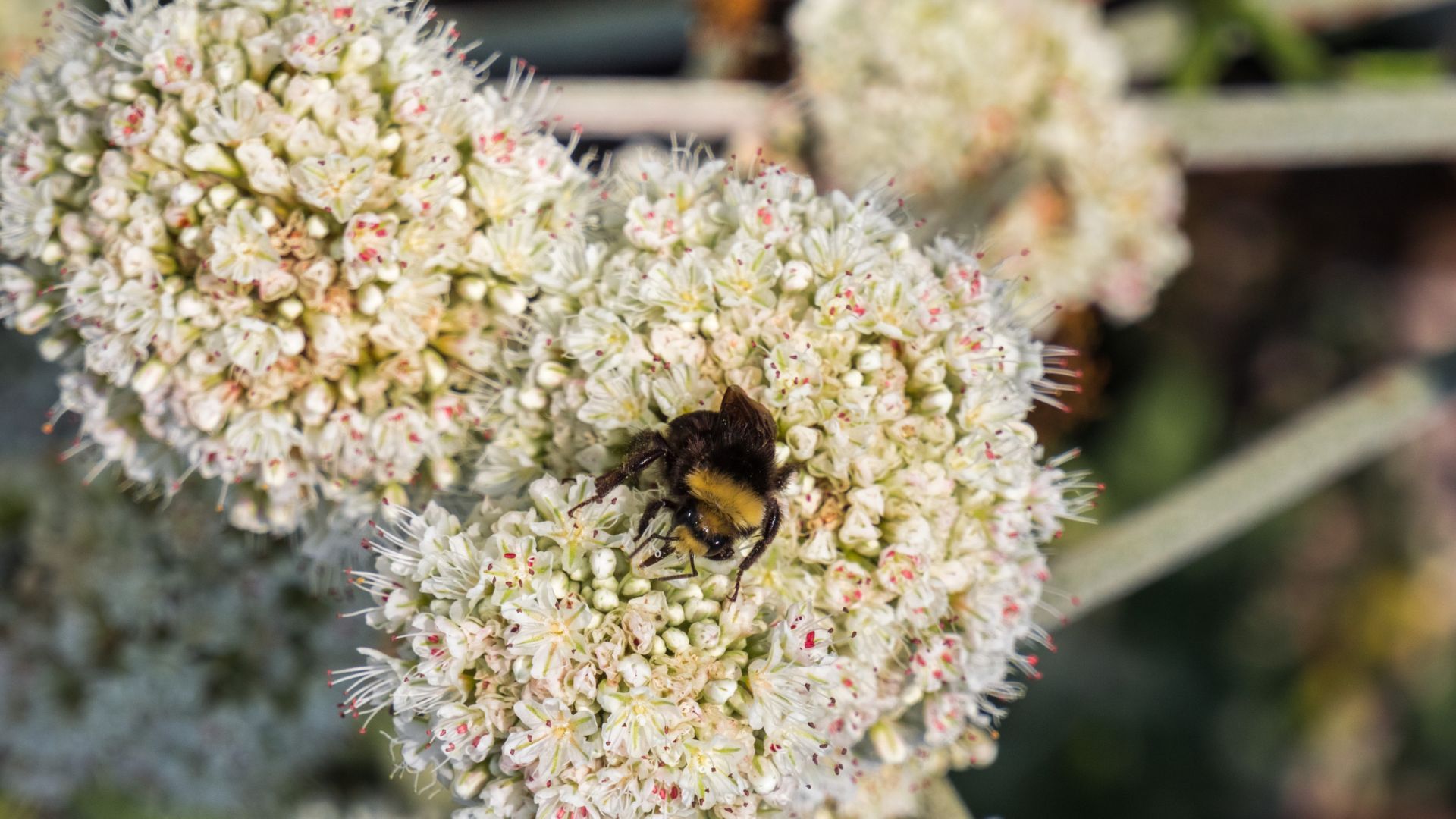 Where to Buy California Native Plants | My Home Park