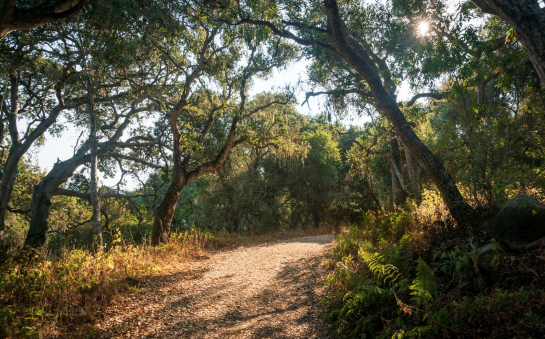 Texas shade plants layered beneath trees with native flowers, grass and groundcovers.