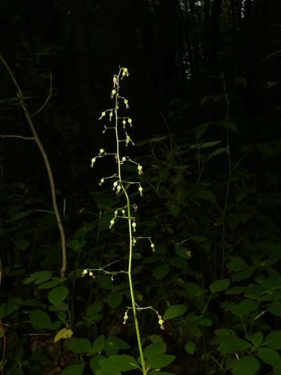 American Alumroot floral spike photographed at night