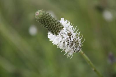 Close-up of White Prairie Clover