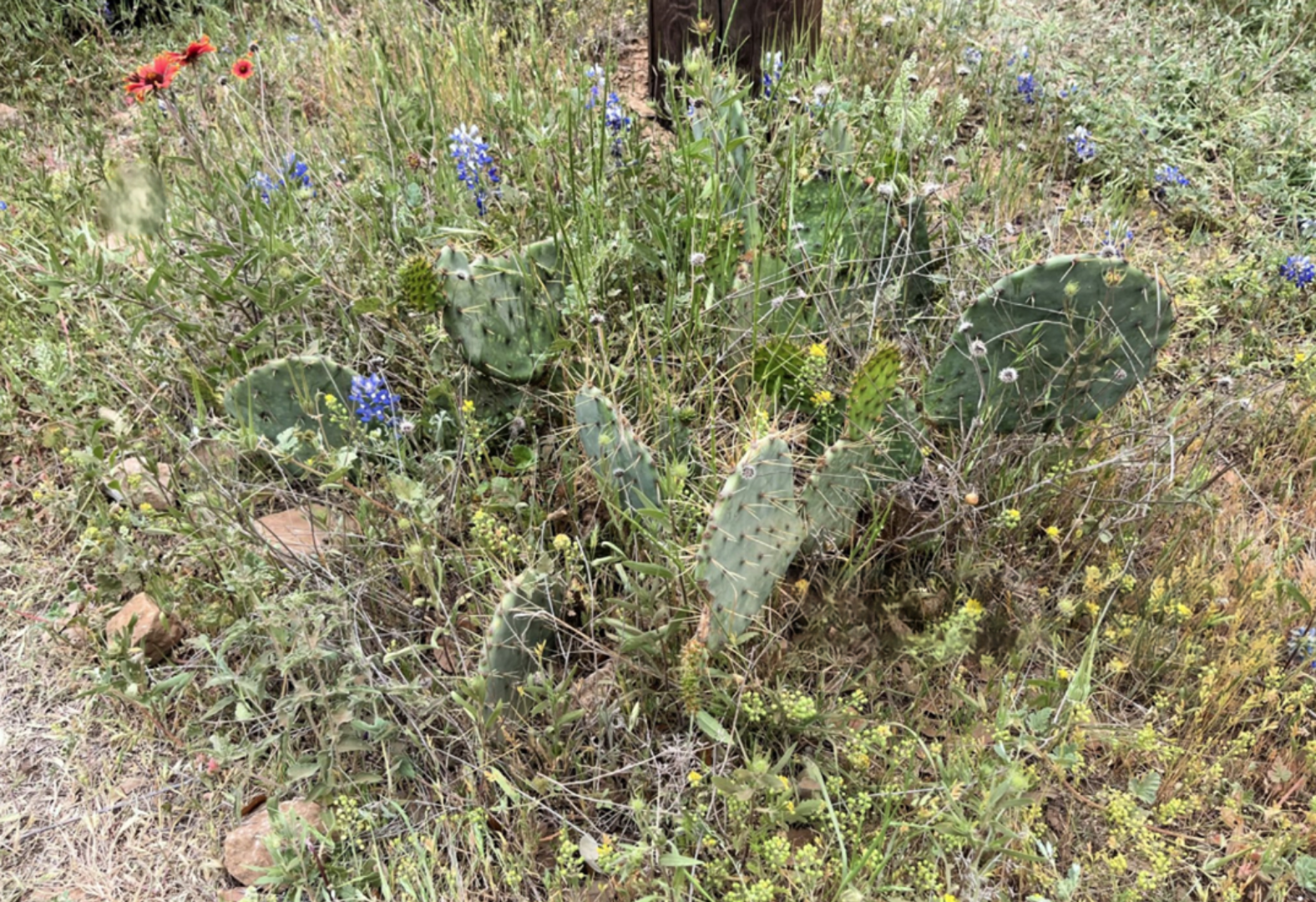 Drought-tolerant Texas native plants growing in a sunny low-water garden.