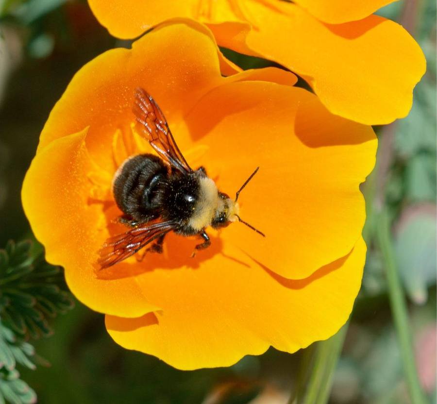A bumble bee gathering pollen inside an orange California poppy flower