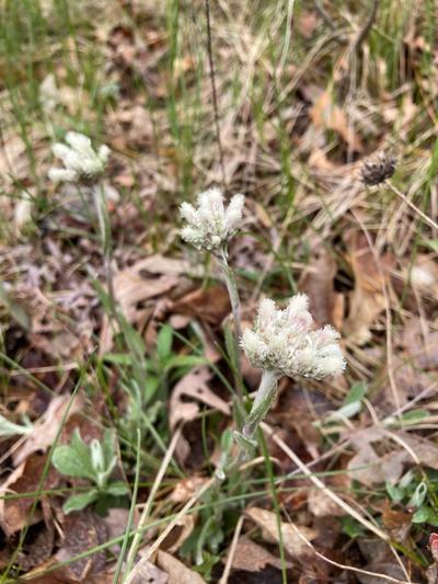 Close-up of Prairie Everlasting