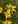 Close-up of Whorled Coreopsis