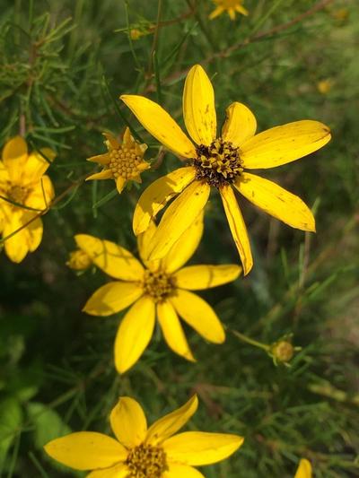 Close-up of Whorled Coreopsis