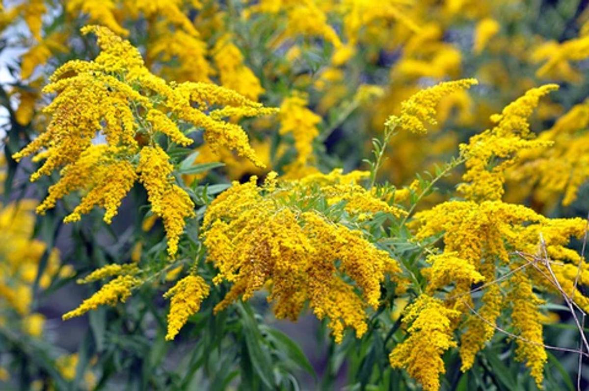 Goldenrod flowers