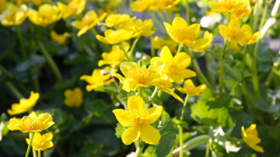 Marsh Marigold