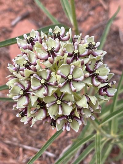 Close-up of Antelopehorn Milkweed