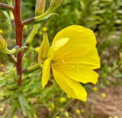 Close-up of Tall Evening Primrose