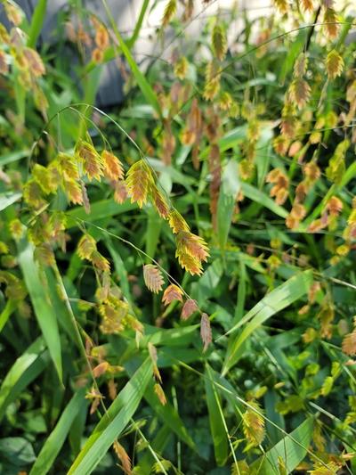 Close-up of River Oats